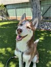 adoptable Dog in van nuys, CA named ALFA