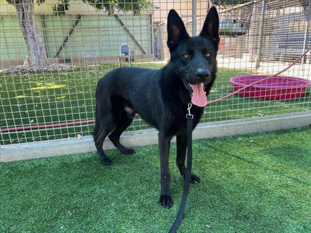 adoptable Dog in Van Nuys, CA named THRILLER