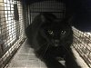 adoptable Cat in van nuys, CA named A2138510