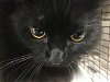 adoptable Cat in van nuys, CA named A2138511