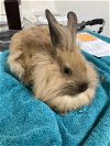 adoptable Rabbit in  named THUNDER