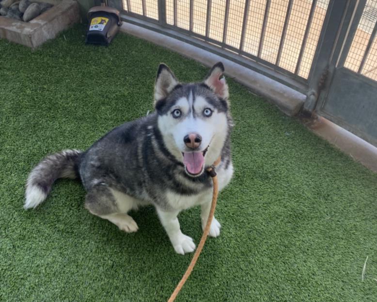 adoptable Dog in Van Nuys, CA named OREO