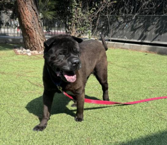 adoptable Dog in Van Nuys, CA named FEA