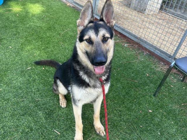 adoptable Dog in Van Nuys, CA named TAZ