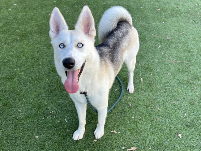 adoptable Dog in Van Nuys, CA named MEADOW