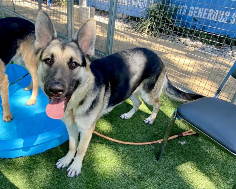 adoptable Dog in Van Nuys, CA named HERSHEY