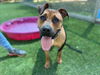 adoptable Dog in Van Nuys, CA named CANELLA