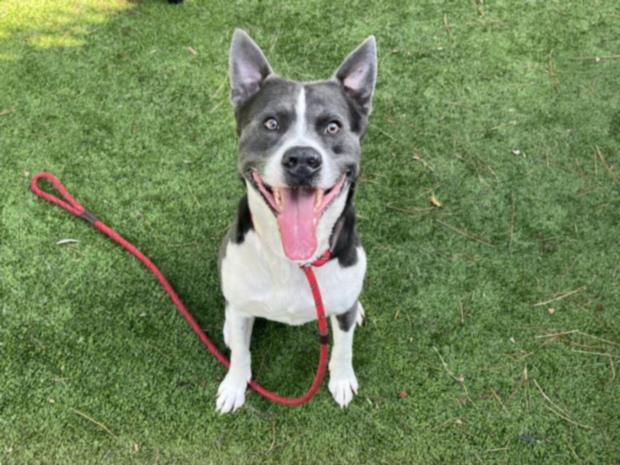 adoptable Dog in Van Nuys, CA named VINCENT