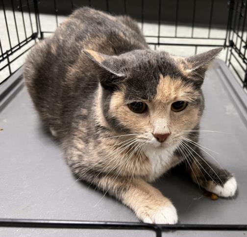 adoptable Cat in Van Nuys, CA named HILDA