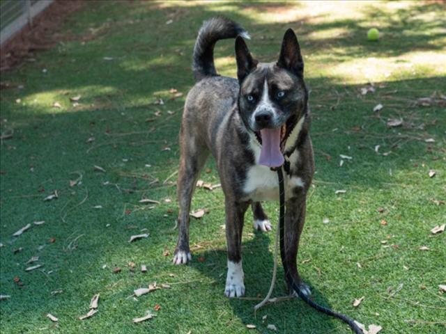 adoptable Dog in Van Nuys, CA named NICO