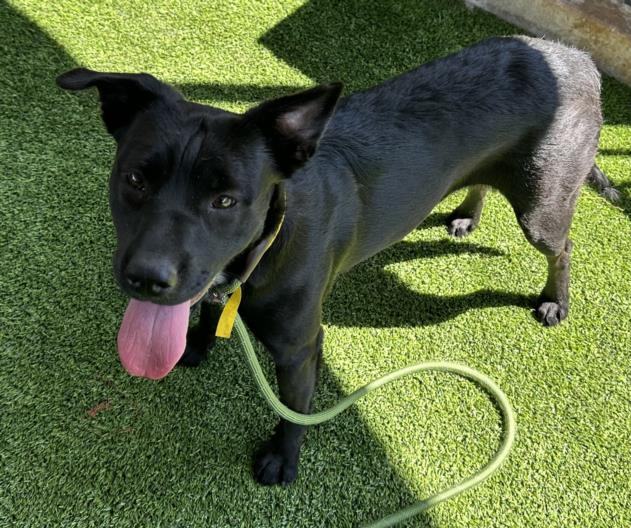 adoptable Dog in Van Nuys, CA named TORA