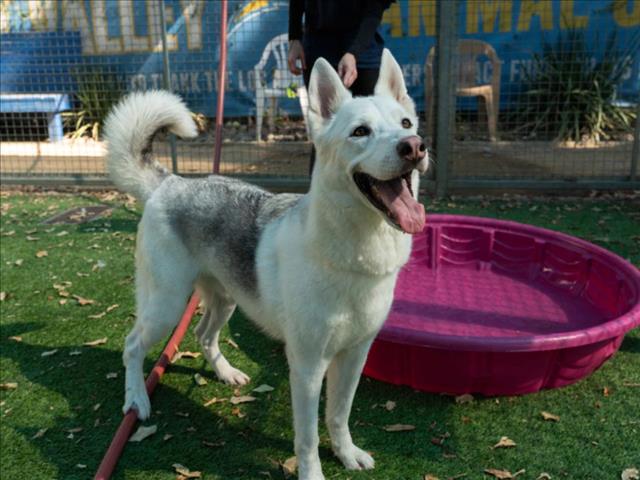 adoptable Dog in Van Nuys, CA named LEROY