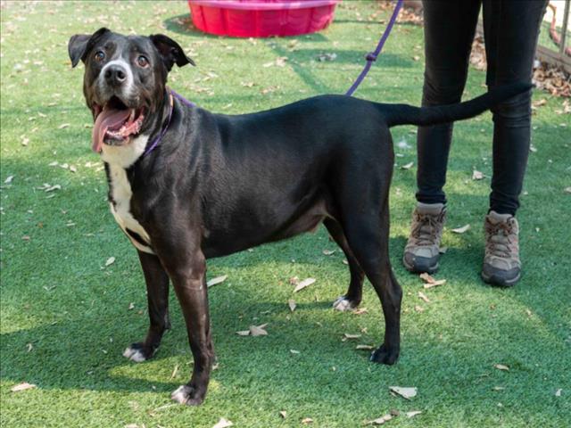 adoptable Dog in Van Nuys, CA named ESTEBAN