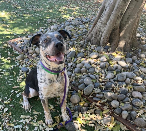 adoptable Dog in Van Nuys, CA named DOMINO