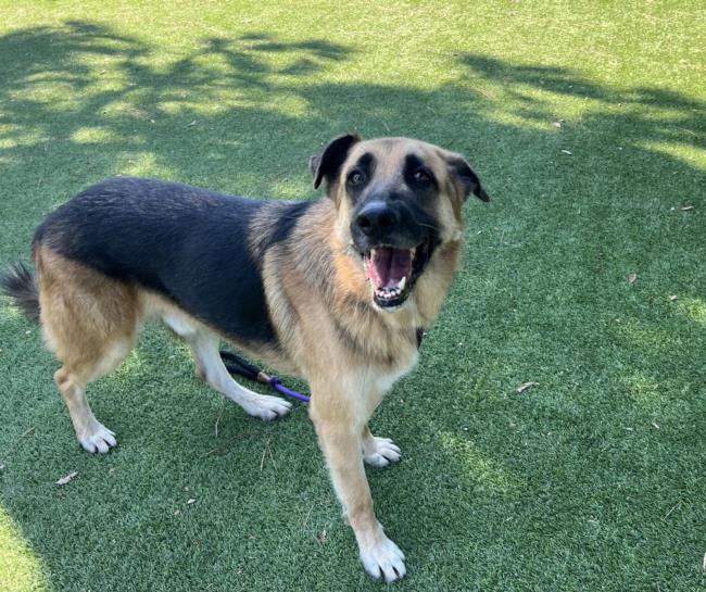 adoptable Dog in Van Nuys, CA named OTIS