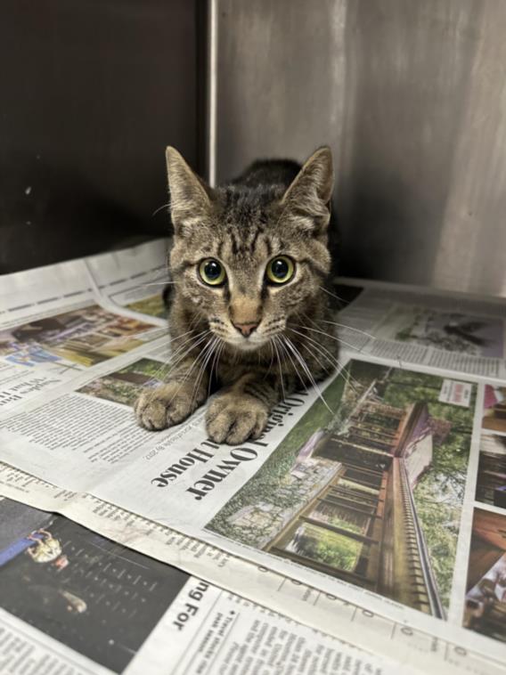 adoptable Cat in Van Nuys, CA named TOM