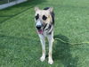 adoptable Dog in Van Nuys, CA named SALLY