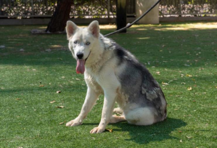 adoptable Dog in Van Nuys, CA named AKENO