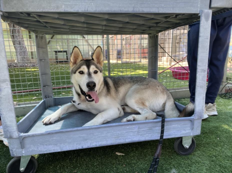 adoptable Dog in Van Nuys, CA named TIKANNI