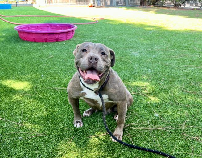 adoptable Dog in Van Nuys, CA named FRIDA