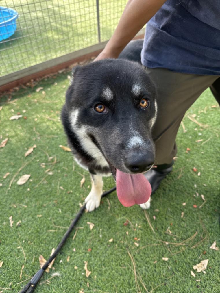 adoptable Dog in Van Nuys, CA named TONY