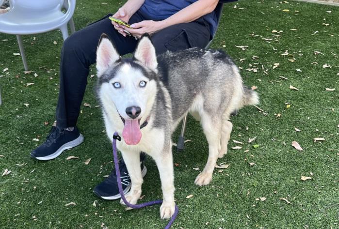 adoptable Dog in Van Nuys, CA named JAMIE