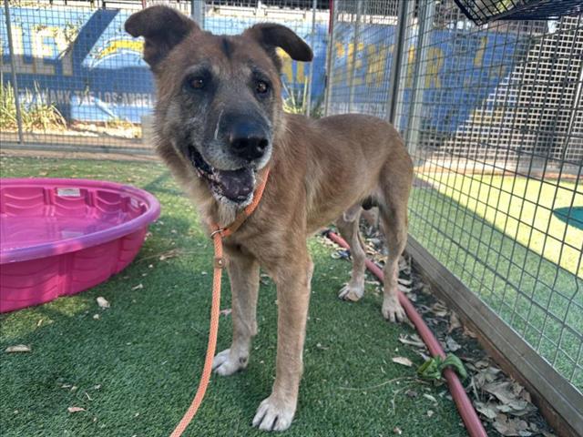 adoptable Dog in Van Nuys, CA named CHARLES