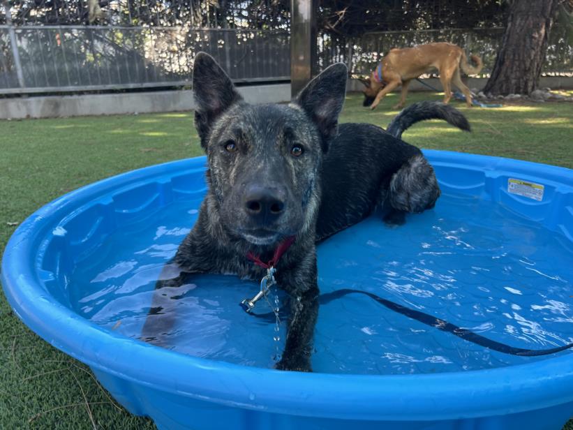 adoptable Dog in Van Nuys, CA named KD