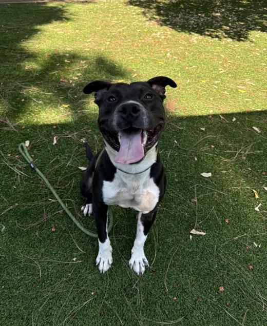 adoptable Dog in Van Nuys, CA named SAFFRON