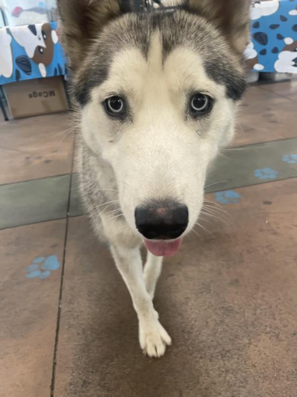 adoptable Dog in Van Nuys, CA named SLATE