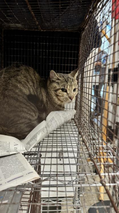 adoptable Cat in Van Nuys, CA named JILL