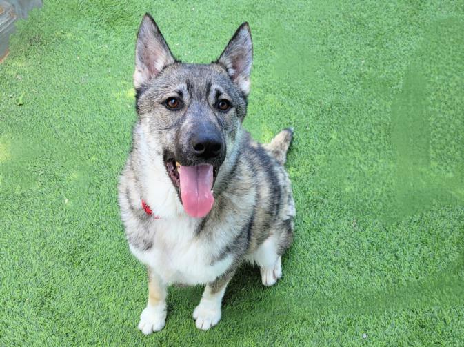 adoptable Dog in Van Nuys, CA named ZORRO