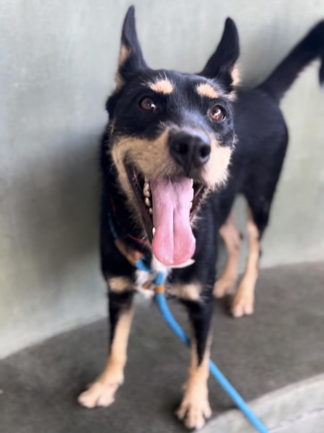 adoptable Dog in Van Nuys, CA named LUNA