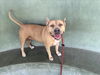 adoptable Dog in Van Nuys, CA named BETTY