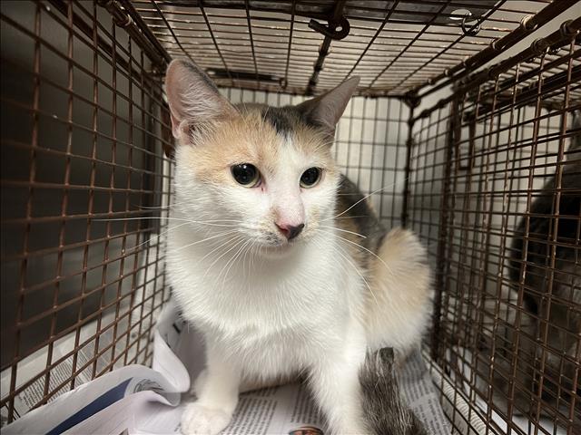 adoptable Cat in Van Nuys, CA named LILI