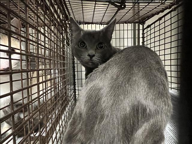 adoptable Cat in Van Nuys, CA named LIL GRAY