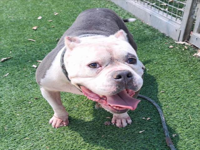 adoptable Dog in Van Nuys, CA named BRUTUS