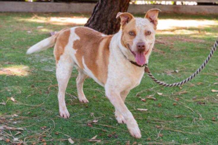 adoptable Dog in Van Nuys, CA named KINKO