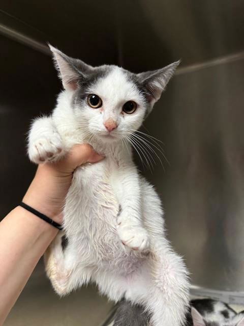 adoptable Cat in Van Nuys, CA named PRINCESS PEACH