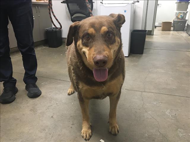 adoptable Dog in Van Nuys, CA named SHUNDOR