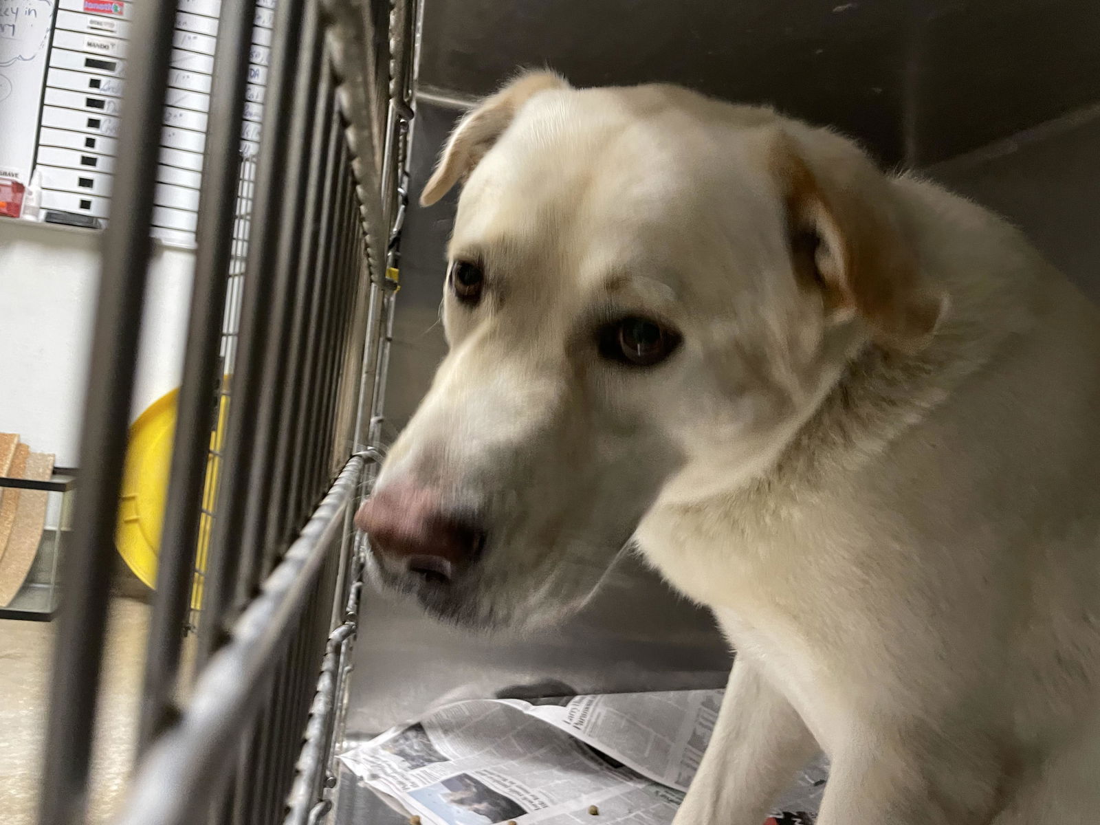 adoptable Dog in Van Nuys, CA named GHOST