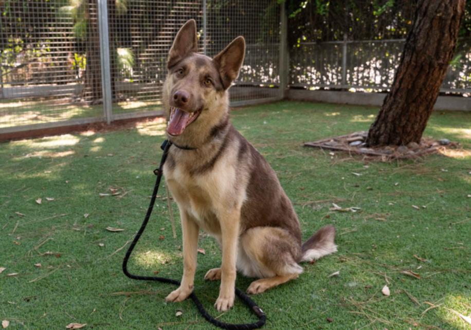 adoptable Dog in Van Nuys, CA named REESE