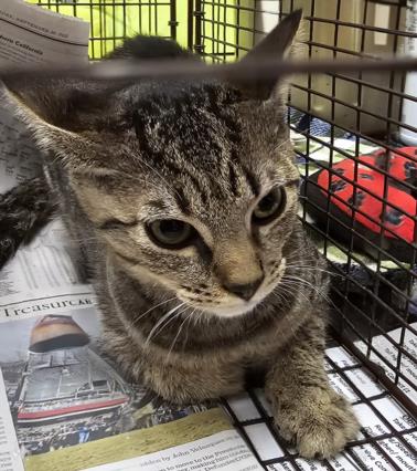 adoptable Cat in Van Nuys, CA named OKRA