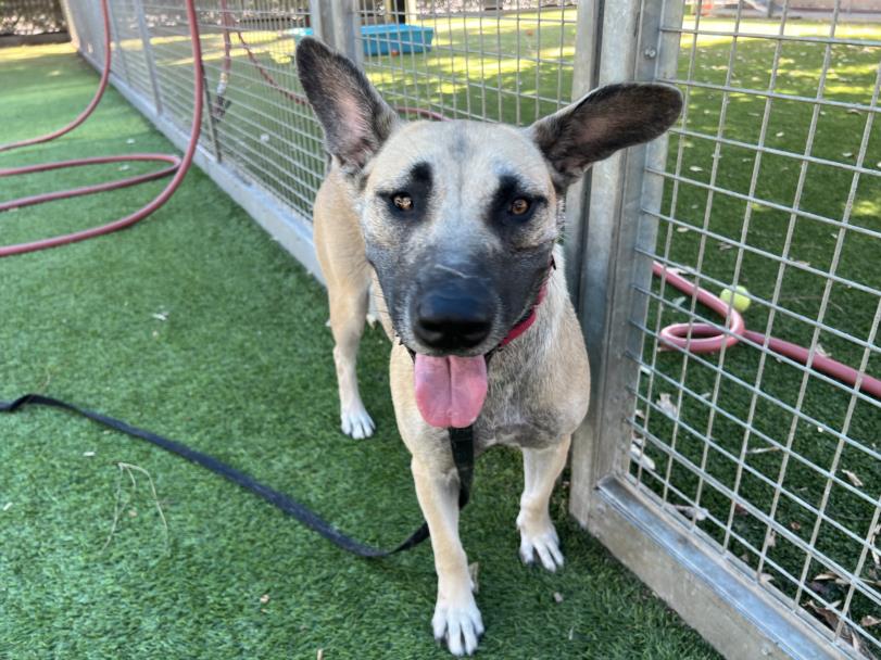 adoptable Dog in Van Nuys, CA named LUCIA