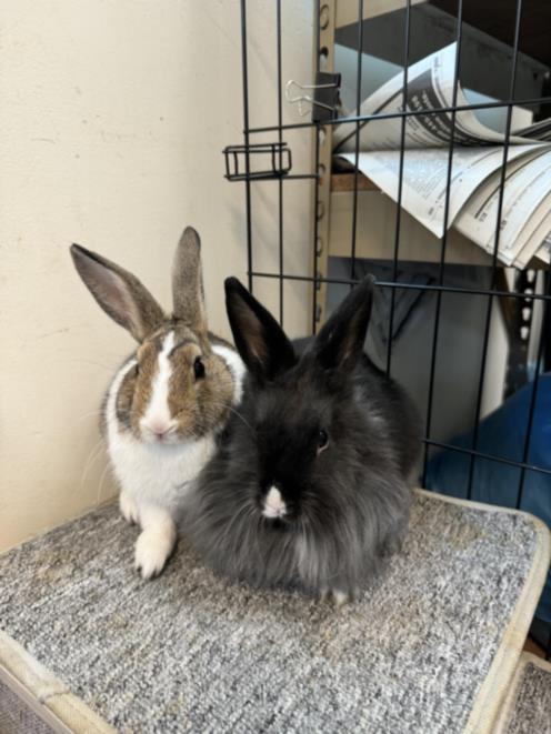 adoptable Rabbit in Van Nuys, CA named BONITA