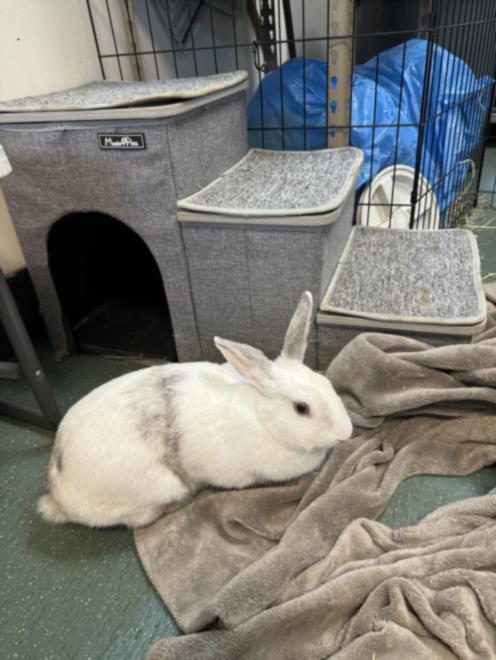 adoptable Rabbit in Van Nuys, CA named JEAN