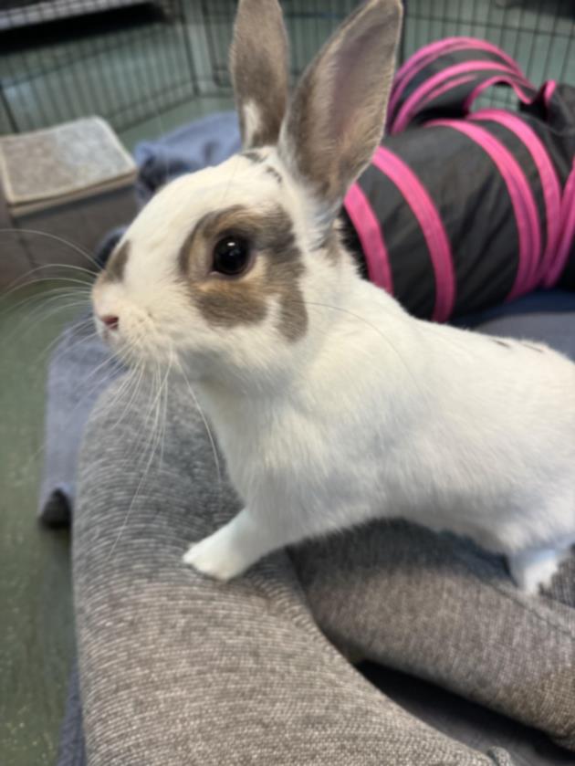 adoptable Rabbit in Van Nuys, CA named BUGGS