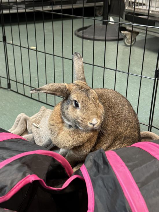 adoptable Rabbit in Van Nuys, CA named BISQUIT