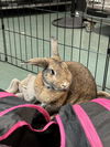 adoptable Rabbit in  named BISQUIT