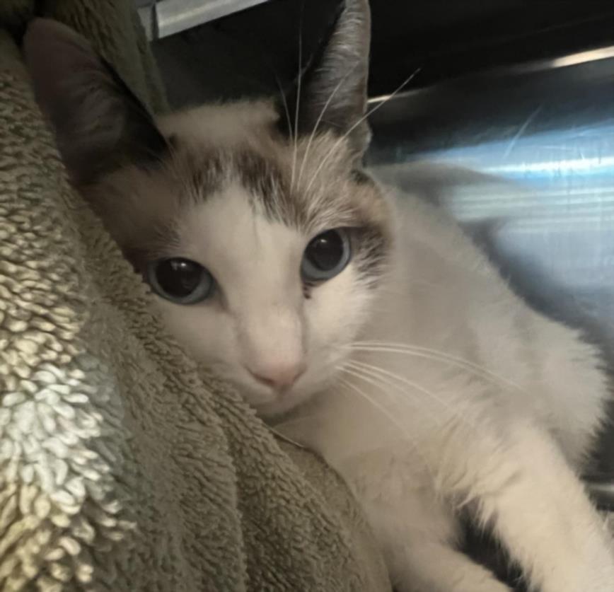 adoptable Cat in Van Nuys, CA named TINK